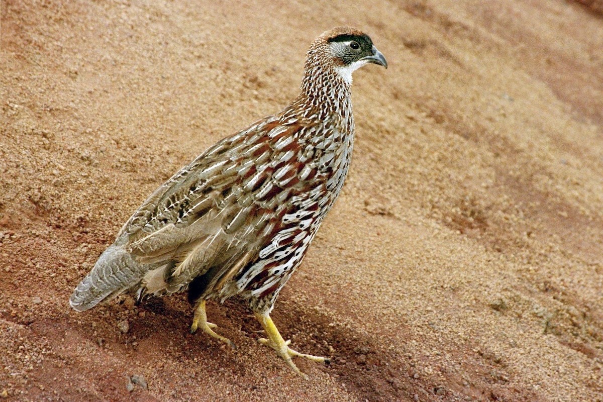 Francolin d'Erckel - ML35857181