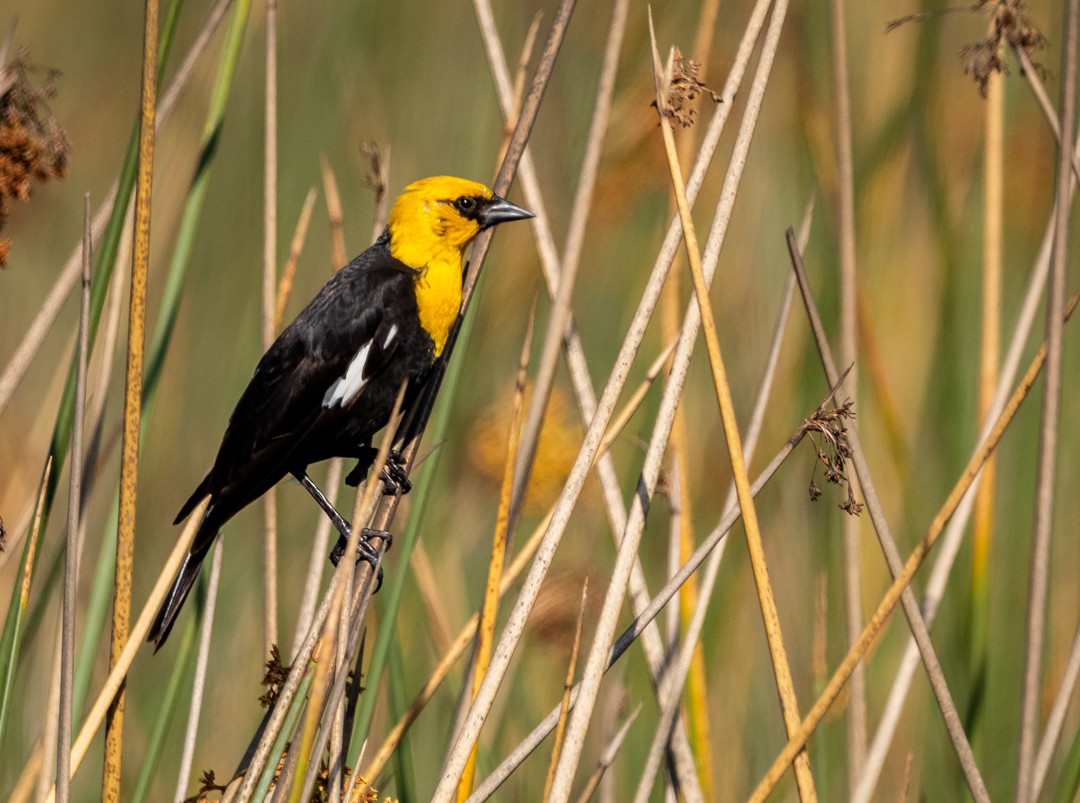 Yellow-headed Blackbird - Ivann Romero