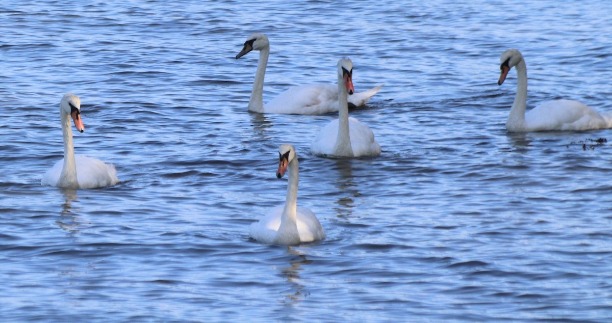 Mute Swan - ML358572561