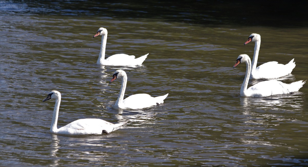 Mute Swan - ML358572611