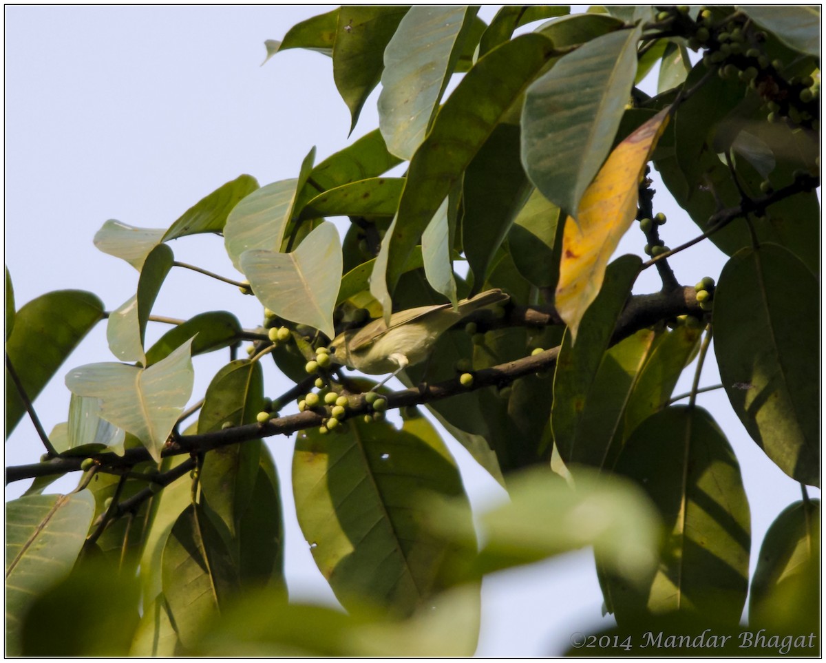 Greenish Warbler - ML35857291