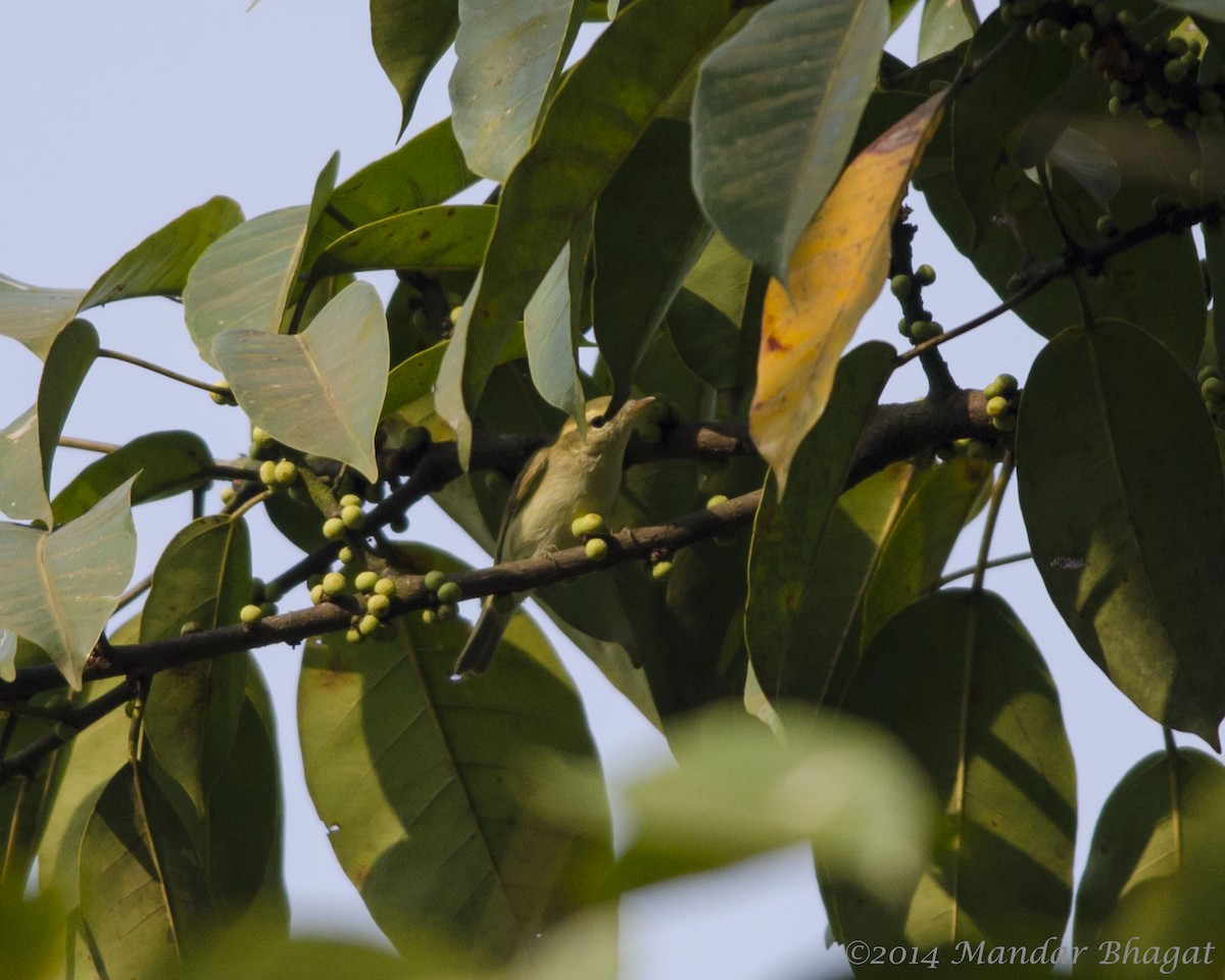 Greenish Warbler - Mandar  Bhagat