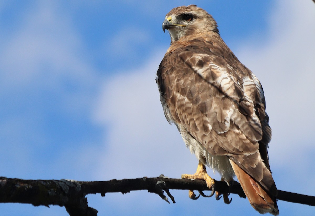 Red-tailed Hawk - ML358573241