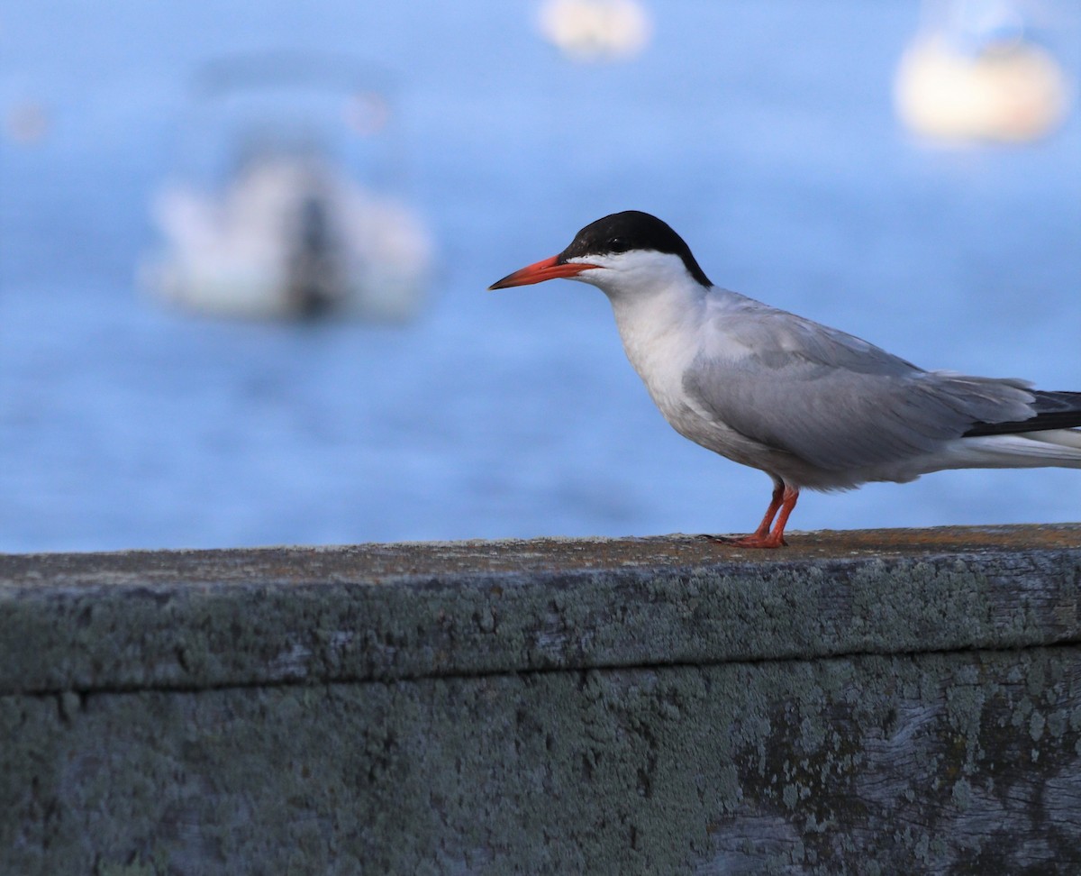 Common Tern - ML358573271