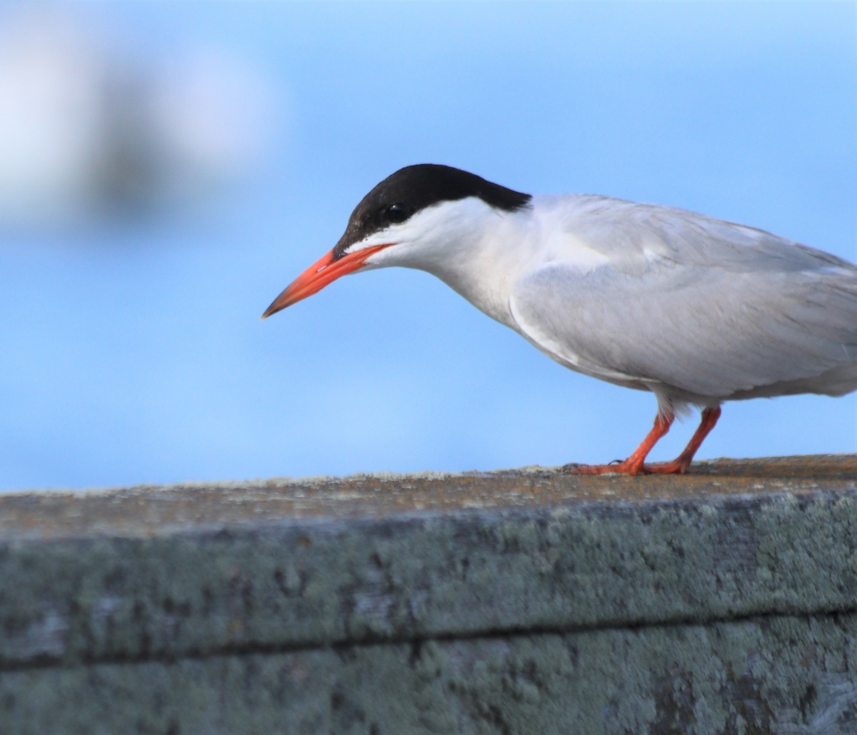 Common Tern - ML358573321