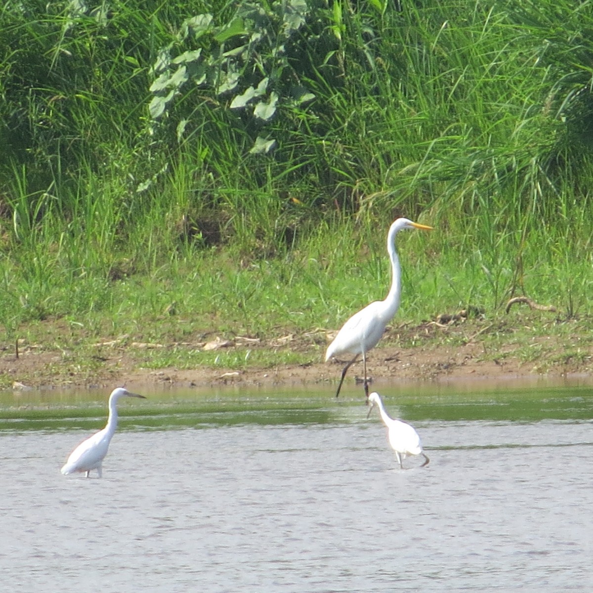 Little Blue Heron - ML358573451