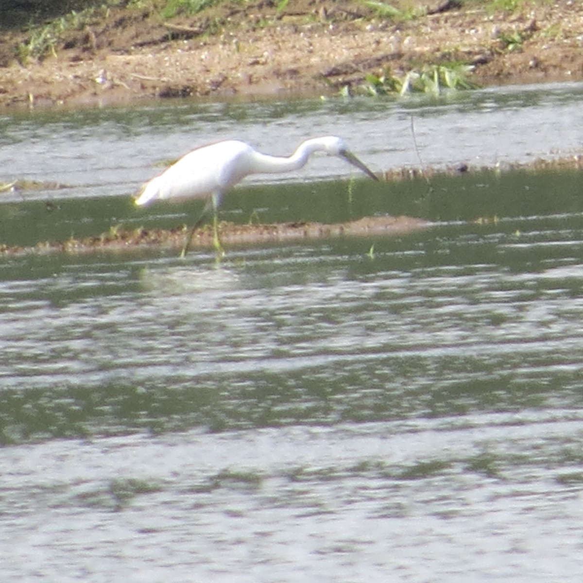 Little Blue Heron - Albert Connette