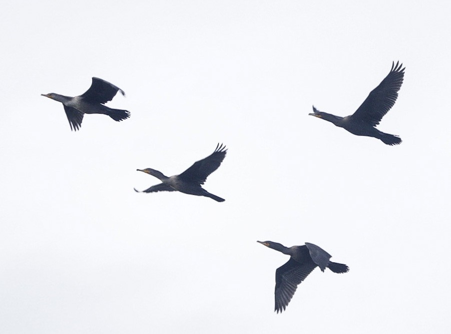 Double-crested Cormorant - ML358575211