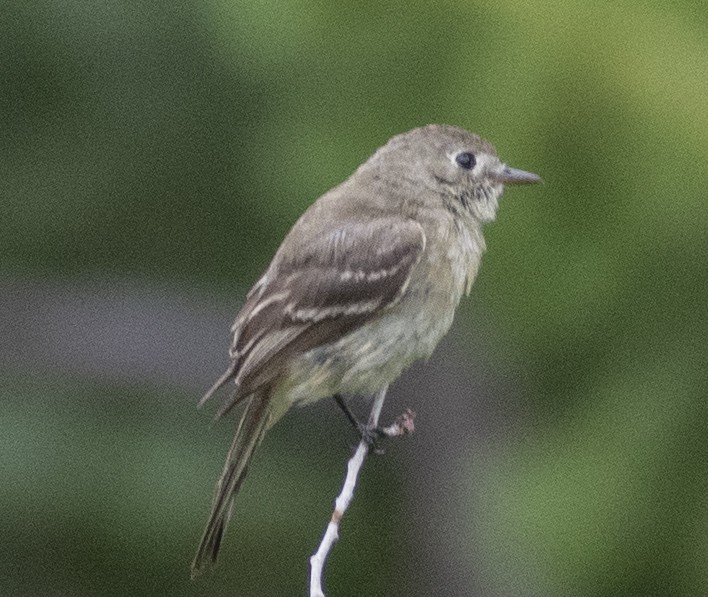 Gray Flycatcher - ML358575491