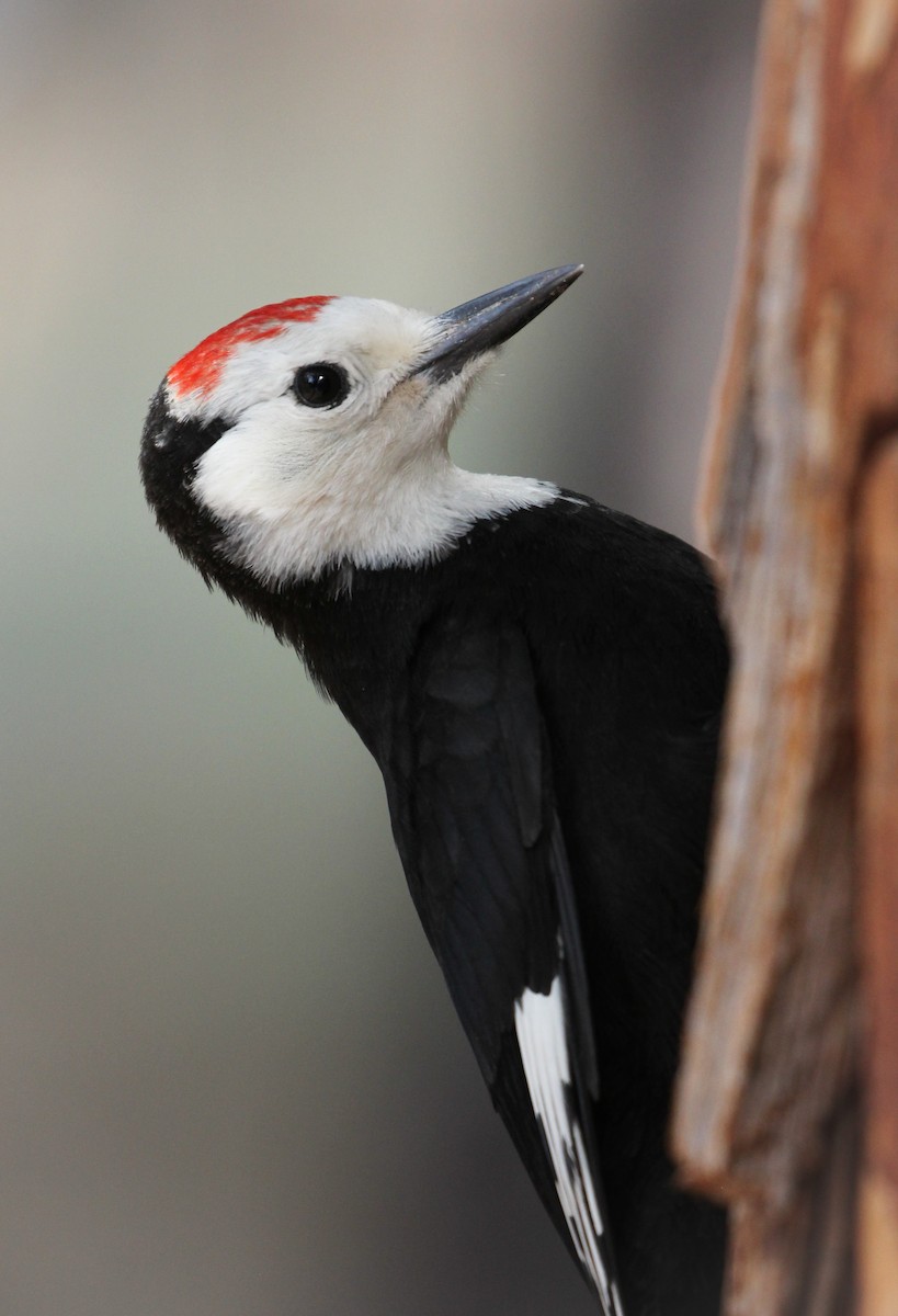 White-headed Woodpecker - ML358575921