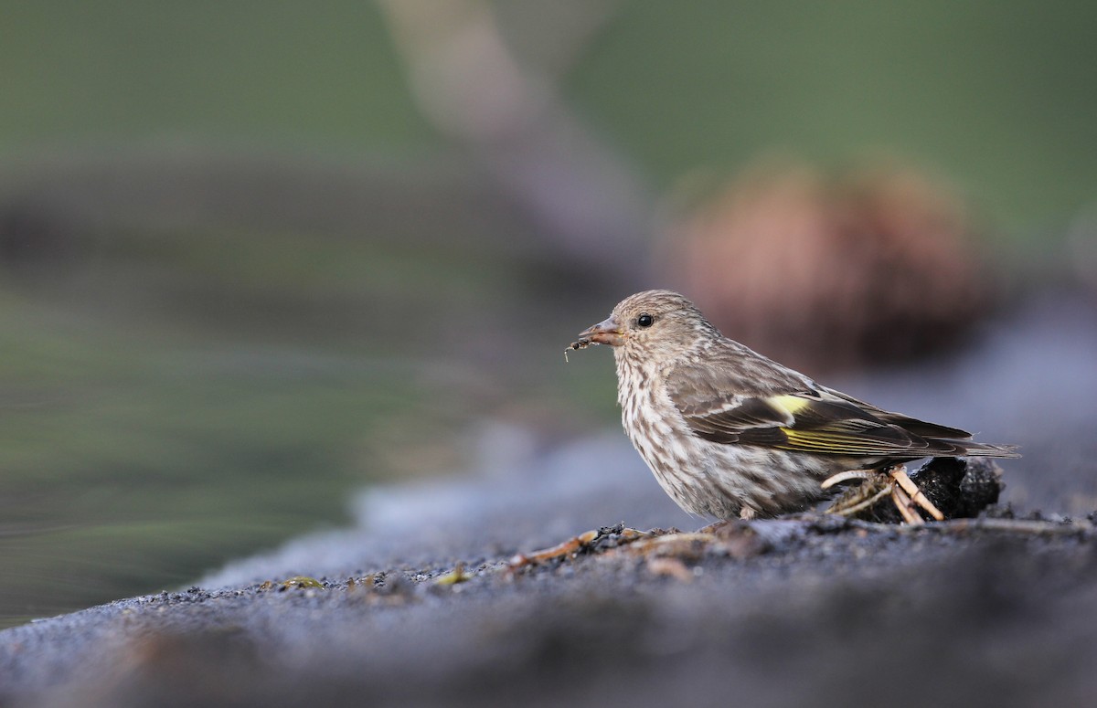 Pine Siskin - ML358576001