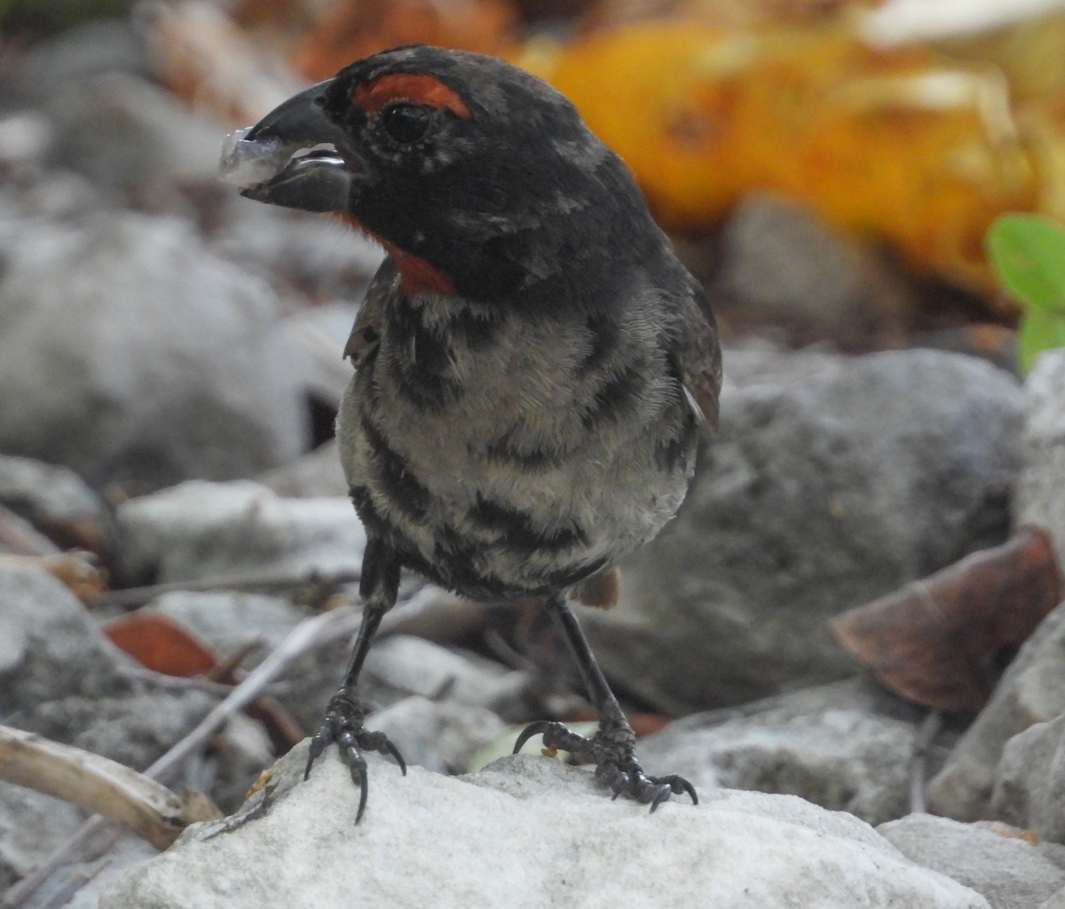 Greater Antillean Bullfinch - Pam Rasmussen