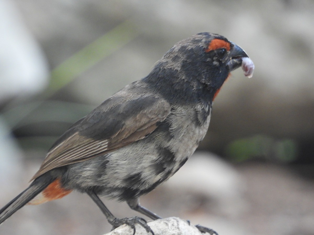 Greater Antillean Bullfinch - Pam Rasmussen