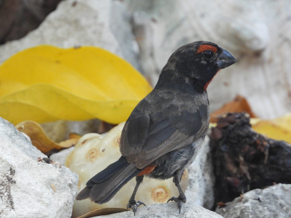 Greater Antillean Bullfinch - Pam Rasmussen