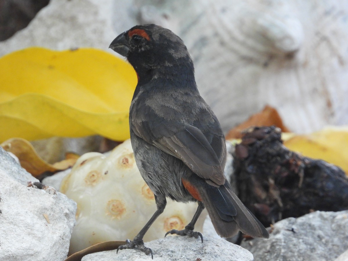 Greater Antillean Bullfinch - Pam Rasmussen