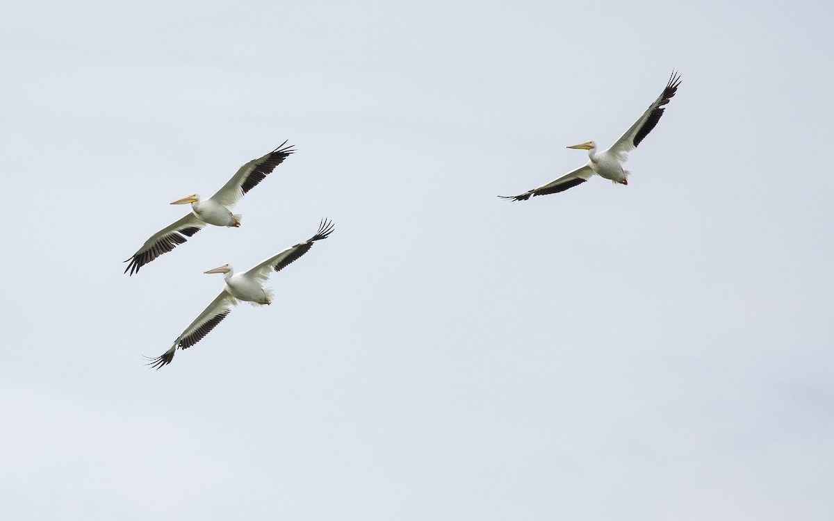 American White Pelican - ML358576541