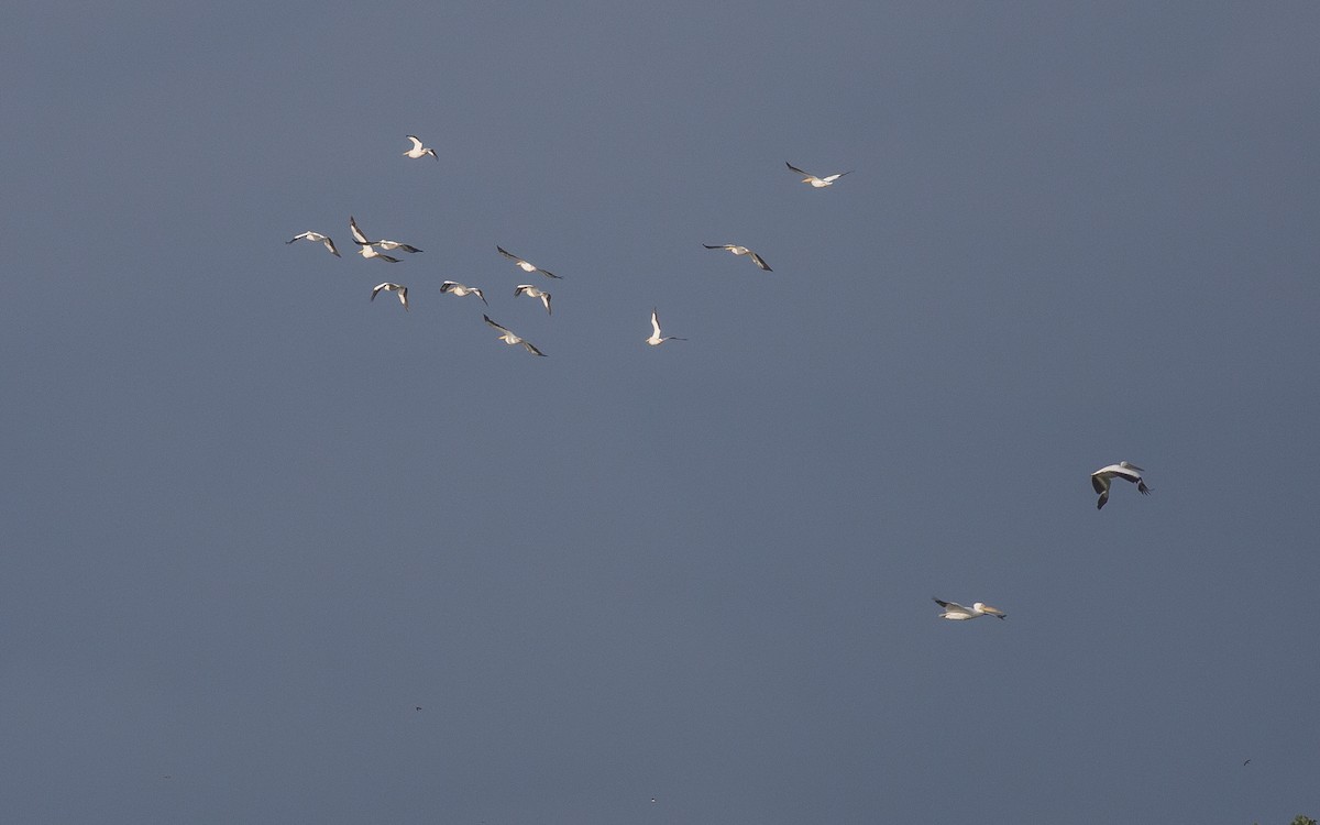 American White Pelican - ML358576551