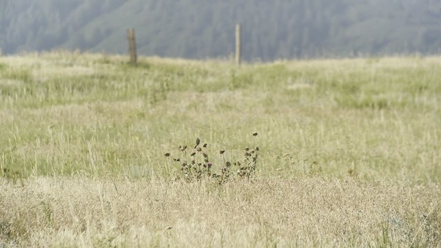 Baird's Sparrow - ML358579011