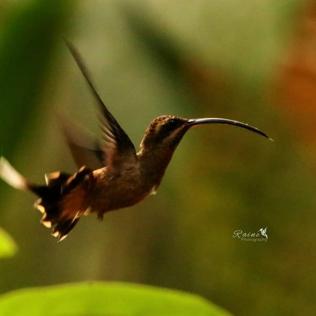 Long-billed Hermit - ML358580821