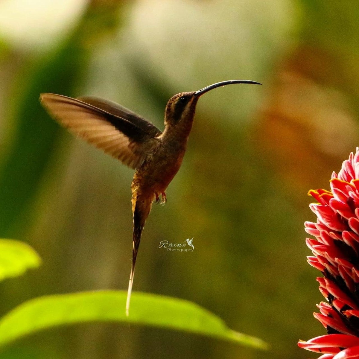 Long-billed Hermit - ML358580851