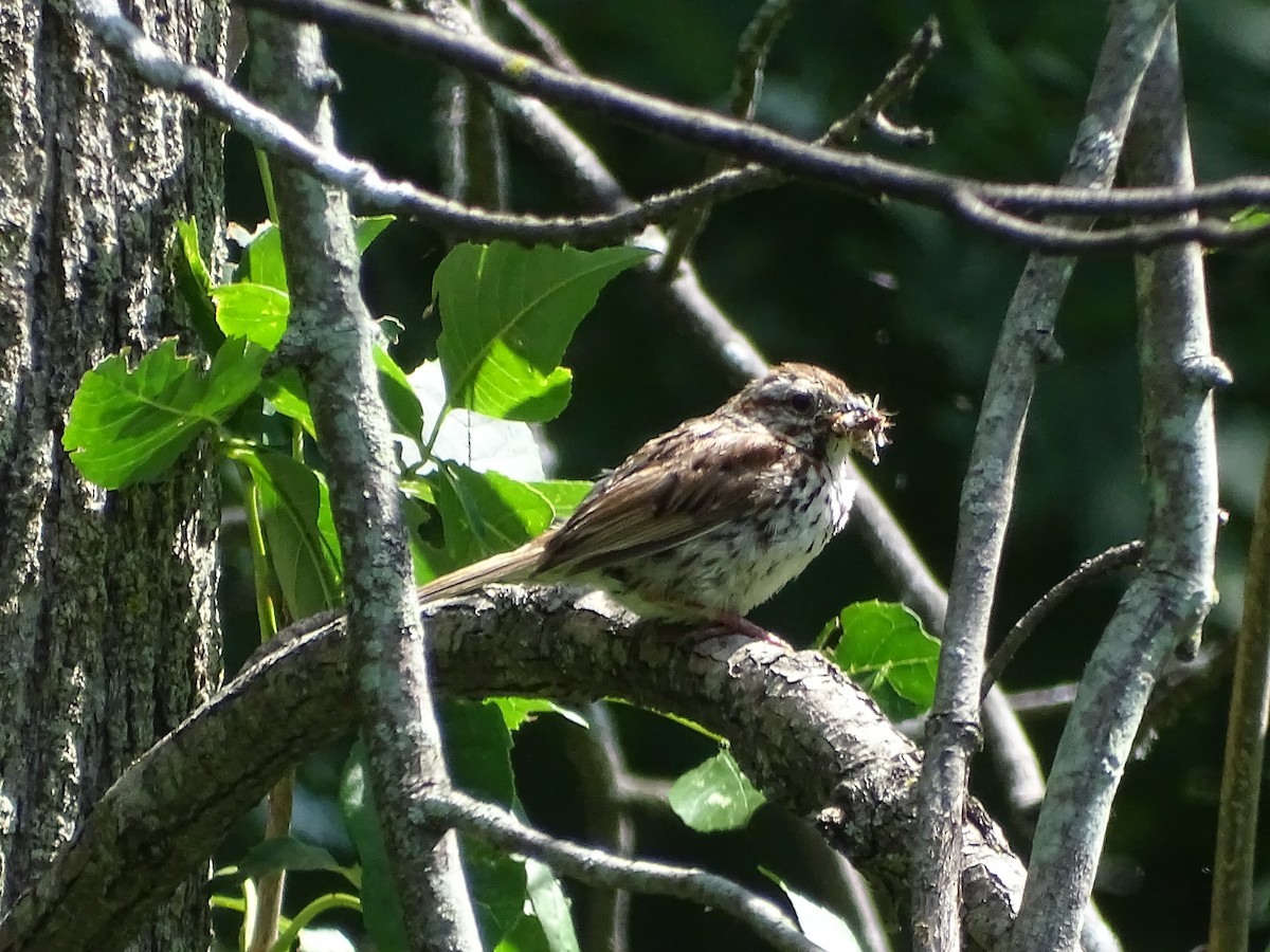 Song Sparrow - ML358581911