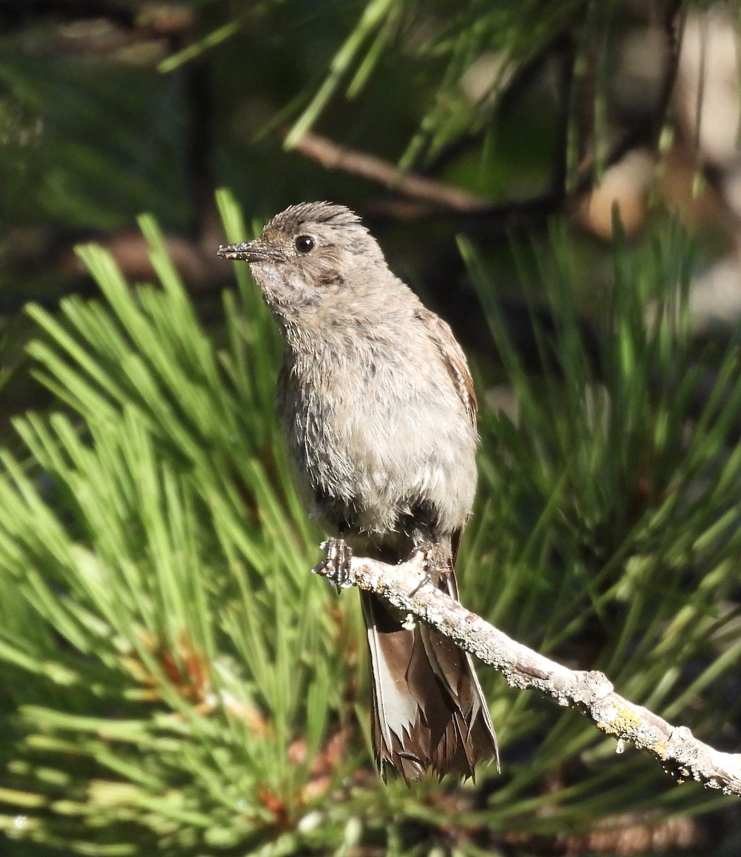 Townsend's Solitaire - ML358582021