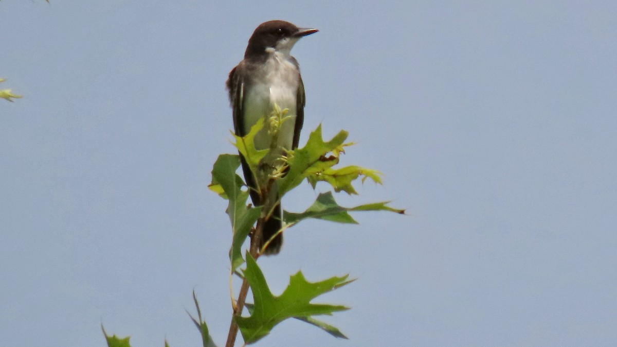 Eastern Kingbird - ML358582621