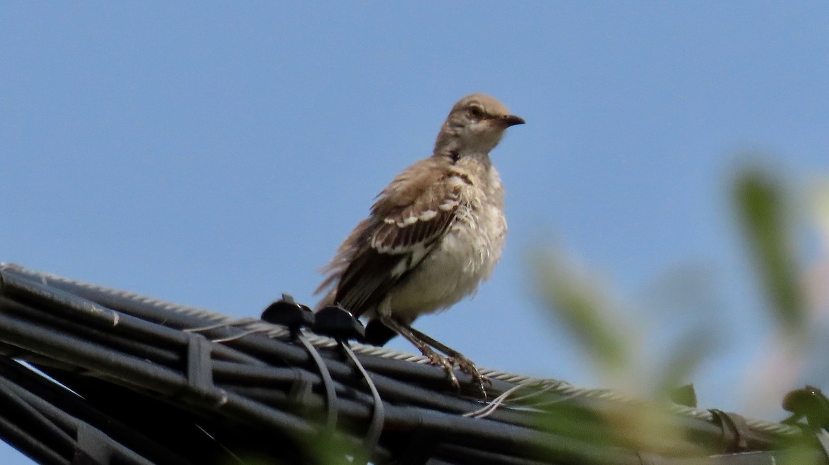 Northern Mockingbird - ML358582711