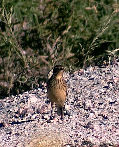 American Pipit - ML35858491