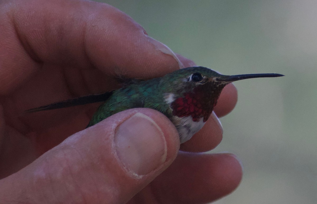 Broad-tailed Hummingbird - Asher Perla