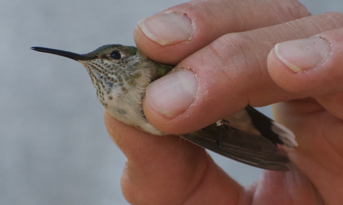 Broad-tailed Hummingbird - Asher Perla