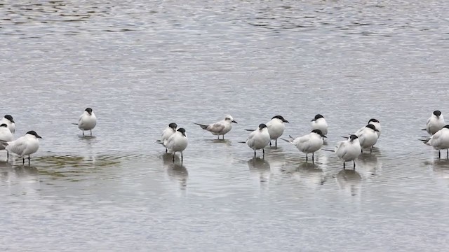 Gull-billed Tern - ML358586021