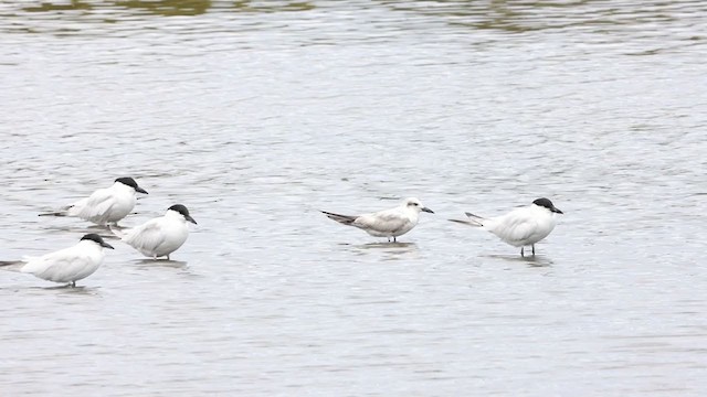 Gull-billed Tern - ML358586081