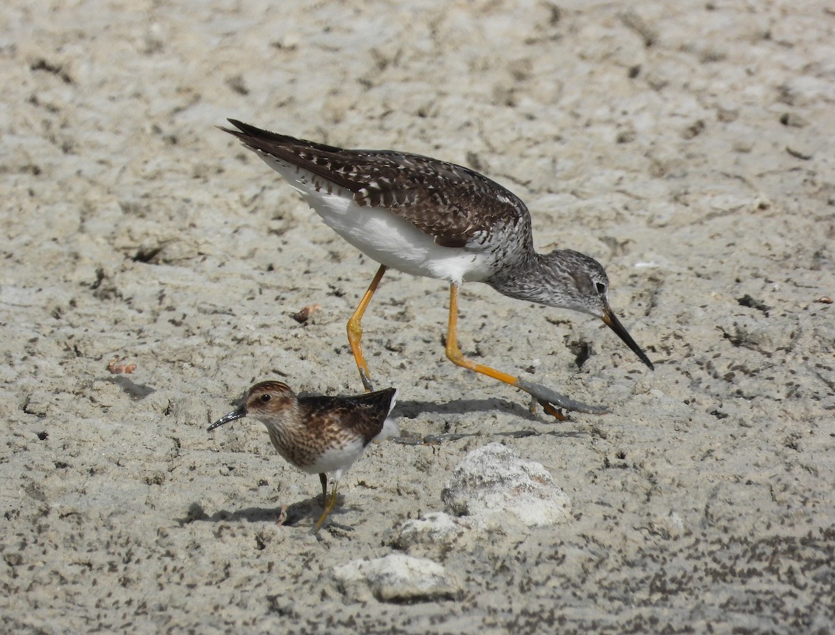 Lesser Yellowlegs - ML358586411