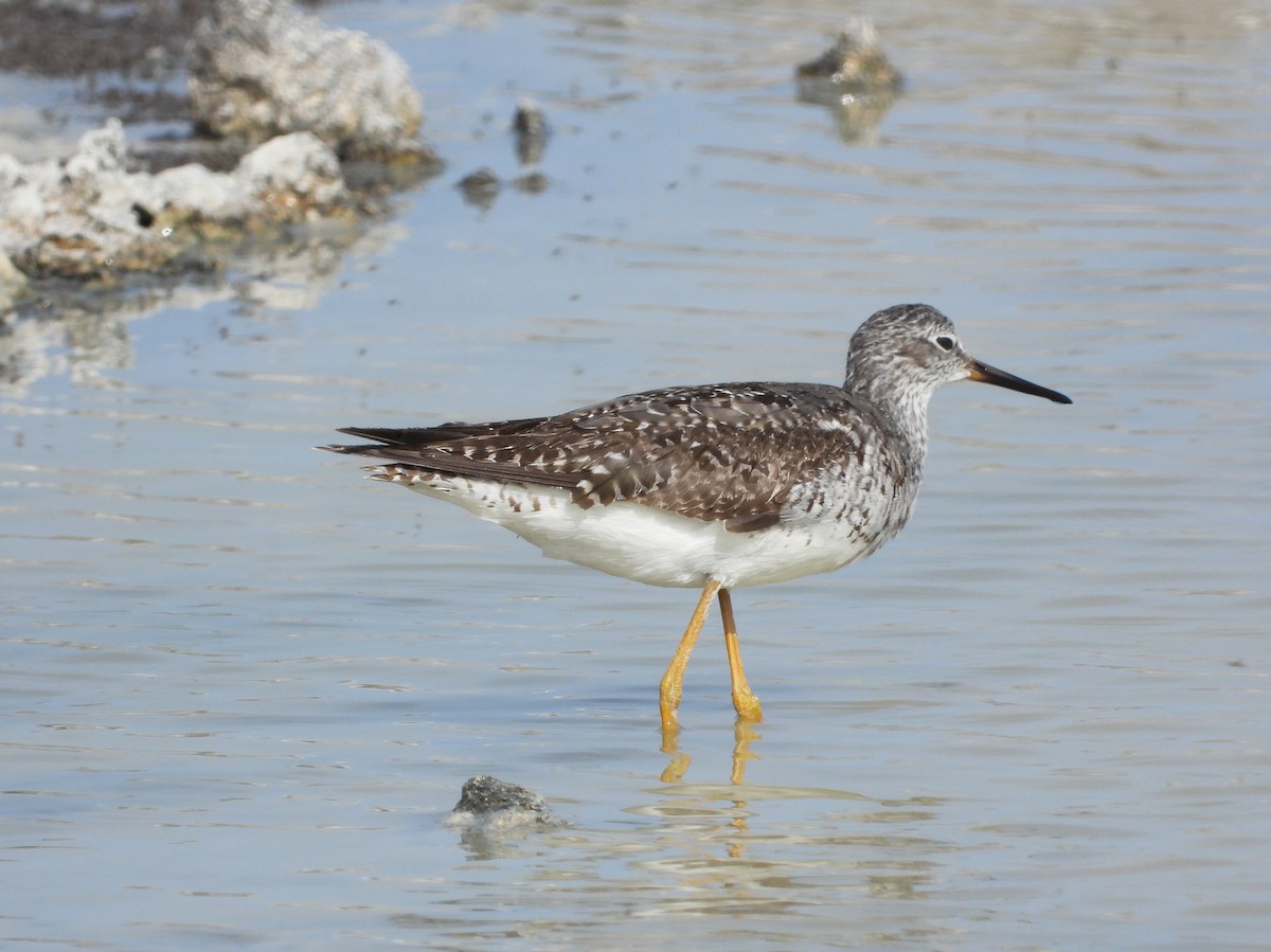 Lesser Yellowlegs - ML358586691