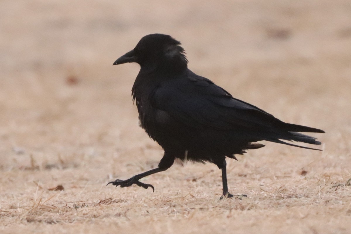 American Crow - George Johnson