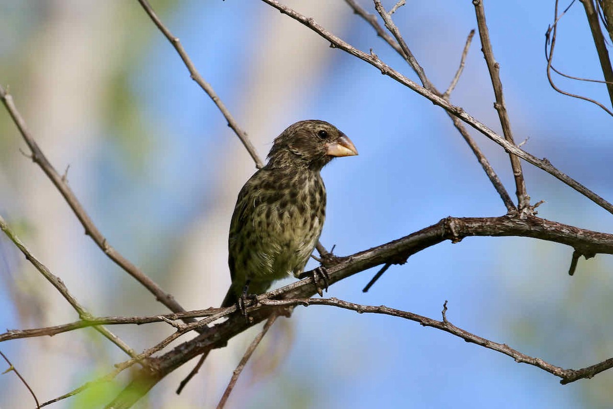 Medium Ground-Finch - ML358588581