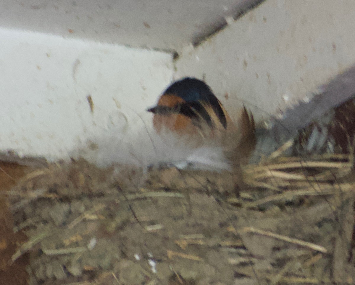 Barn Swallow - Asher Perla