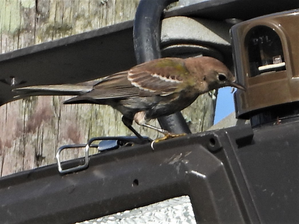 Pine Warbler - ML358590051