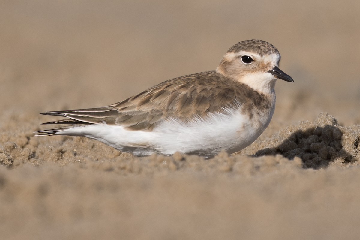 Double-banded Plover - Terence Alexander