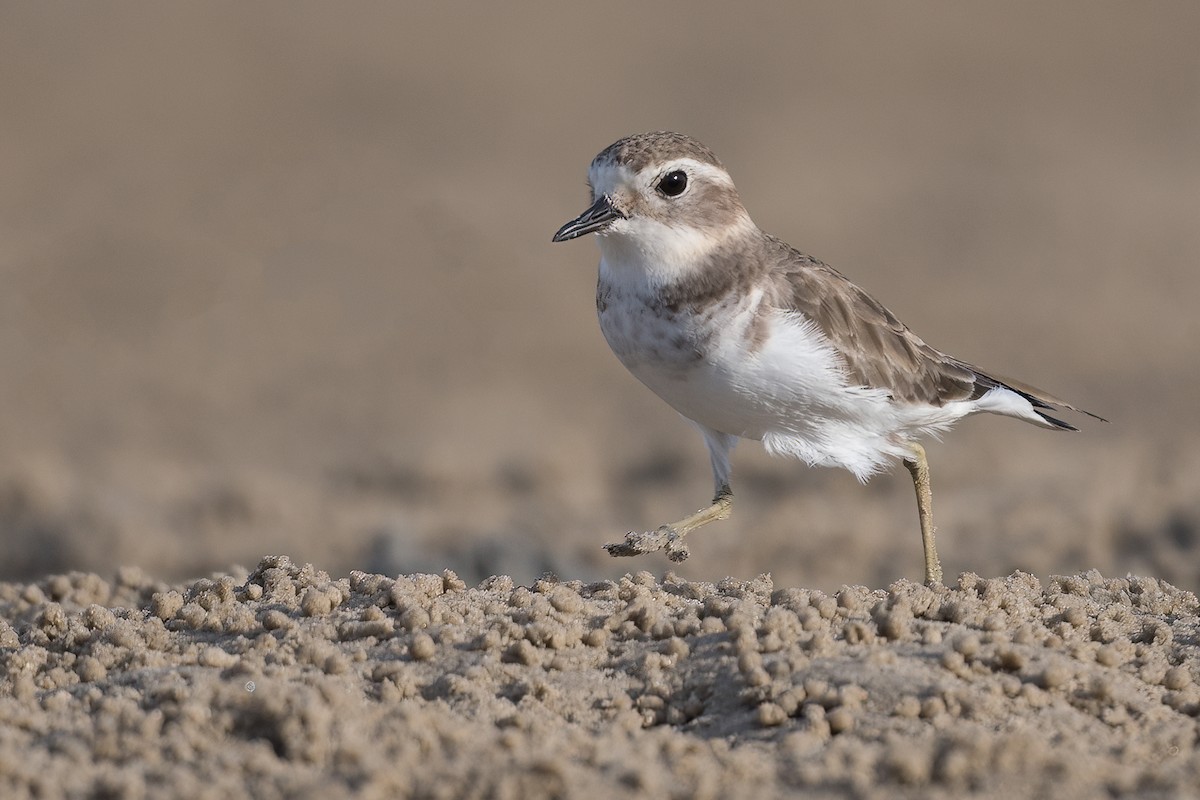 Double-banded Plover - Terence Alexander