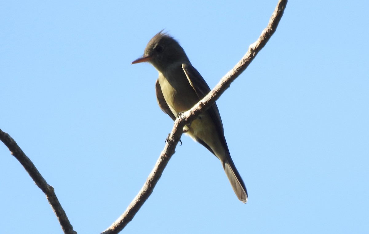 pewee sp. (Contopus sp.) - ML358591131