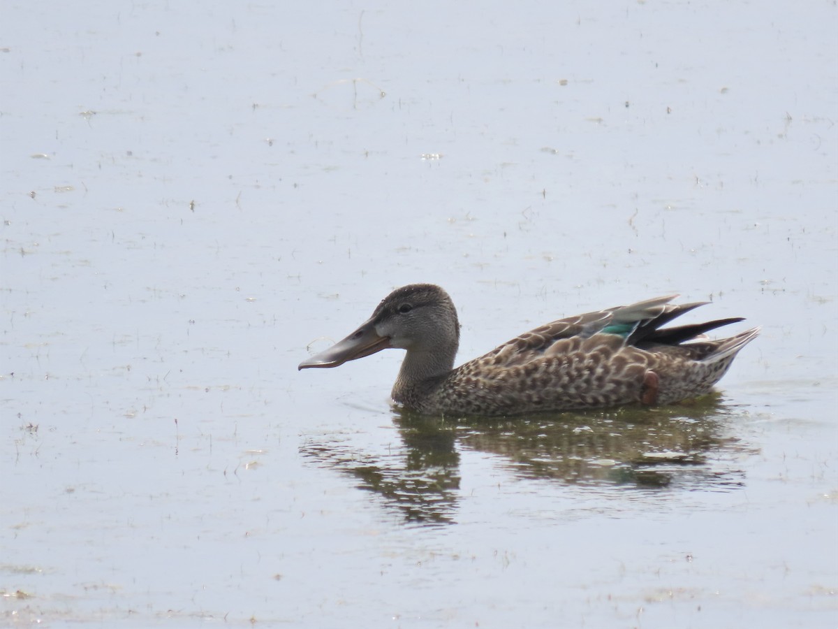 Northern Shoveler - ML358591421