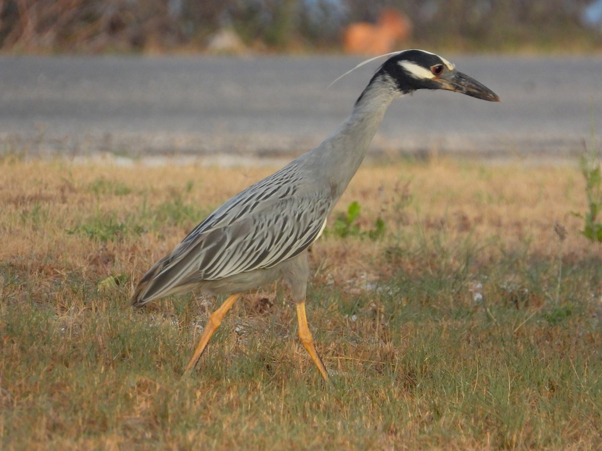 Yellow-crowned Night Heron - ML358594731