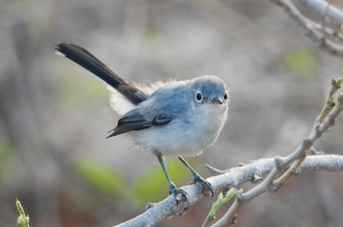 Blue-gray Gnatcatcher - Pam Rasmussen