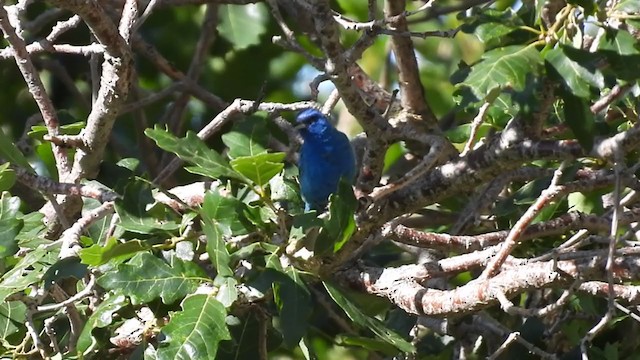 Indigo Bunting - ML358595961