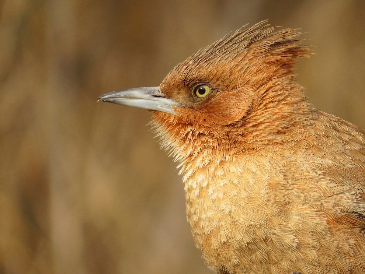 Brown Cacholote - Javier Márquez