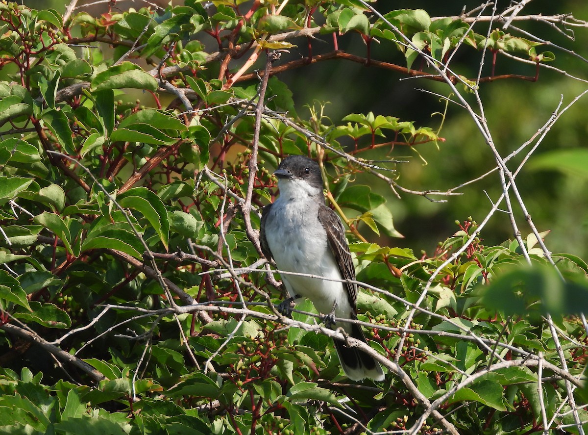 Eastern Kingbird - Palm Warbler