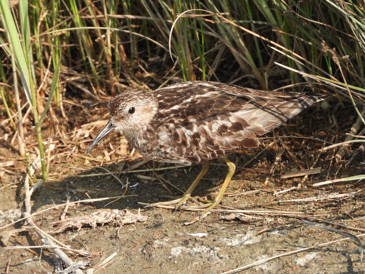 Least Sandpiper - ML358598951