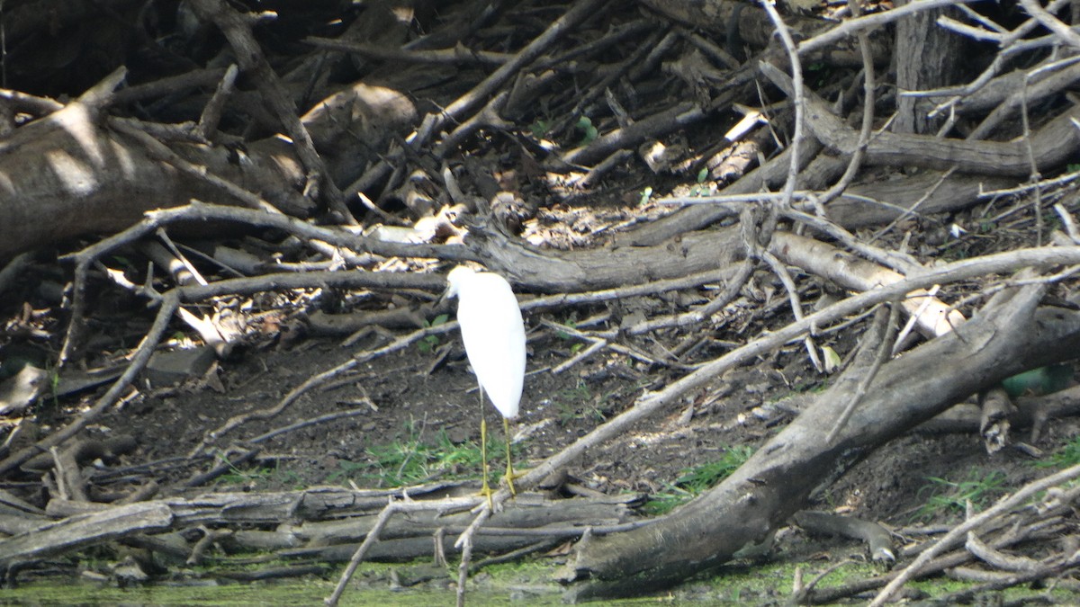 Snowy Egret - ML358600281
